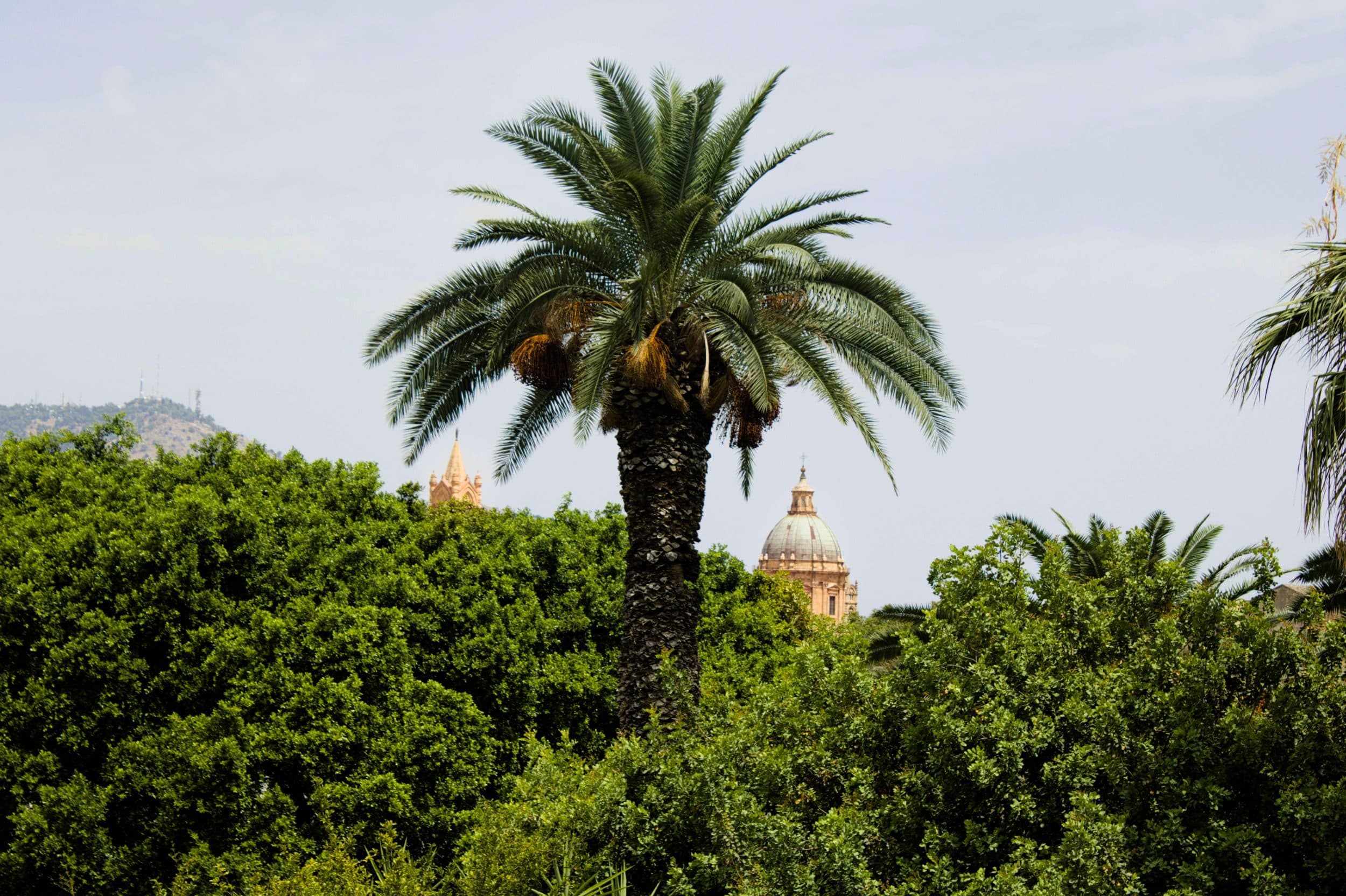 Un palmier à Palerme laisse entrevoir deux clochers emblématiques de la ville.