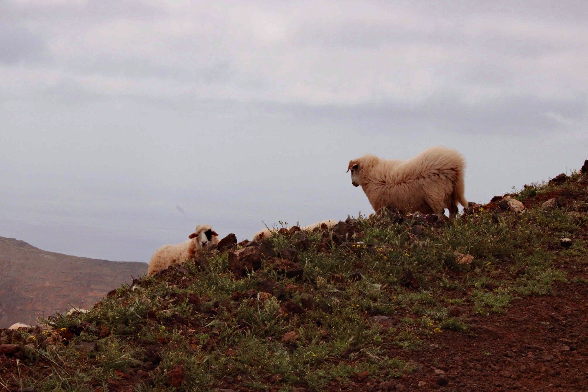 Chèvre qui veille sur les autres pendant qu'elles broutent à Lanzarote, en Espagne dans les Îles Canaries.