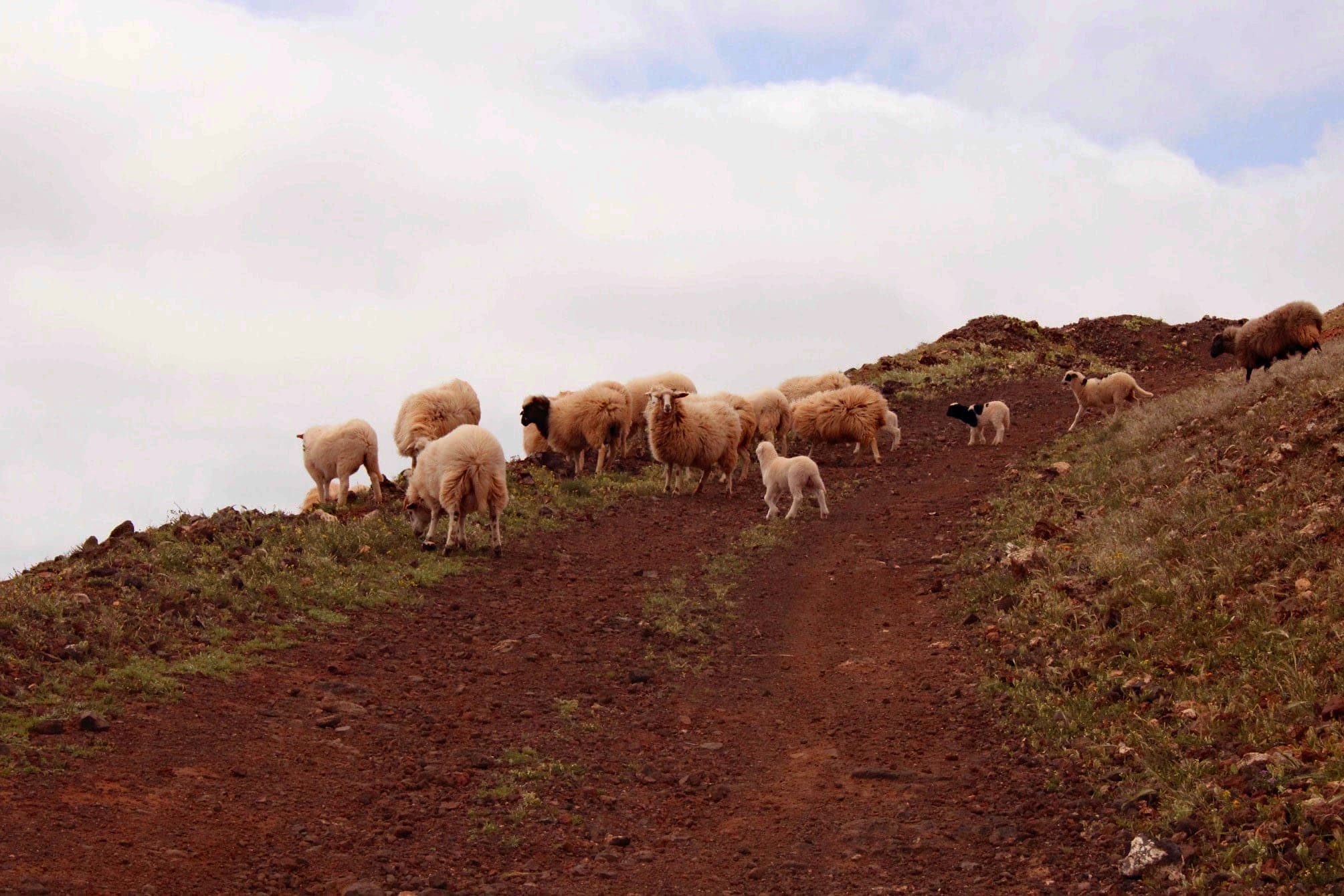 Troupeau de brebis sur un sentir à Lanzarote dans les îles Canaries, en Espagne.